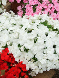 50 DWARF WHITE IMPATIENS Walleriana Part Sun or Full Shade Flower Seeds flower seeds