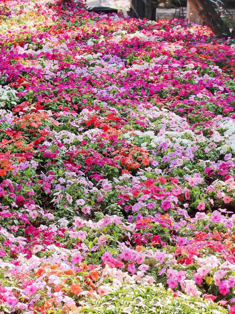 50 MIXED COLORS Dwarf IMPATIENS Walleriana Part Sun or Full Shade Red, White, Pink, Carmine, Scarlet, & Orange Flower Seeds flower seeds