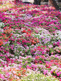 50 MIXED COLORS Dwarf IMPATIENS Walleriana Part Sun or Full Shade Red, White, Pink, Carmine, Scarlet, & Orange Flower Seeds flower seeds