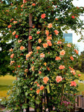 5 ORANGE CLIMBING ROSE Rosa Bush Vine Climber Fragrant Butterfly Flower Seeds flower seeds