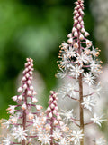 20 FILIGRAN FOAMFLOWER White - Pink Tiarella Polyphylla Laceflower Shade Flower Seeds flower seeds
