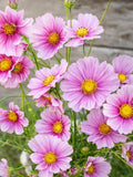 Cosmos Seeds- Daydream | Romantic | Cottage Garden Annual , 20 seeds flower spore