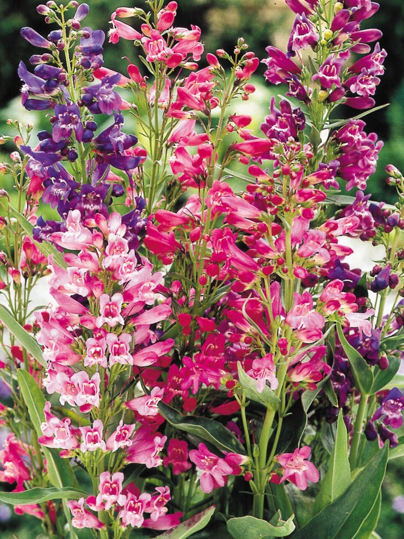 50+ New! Penstemon Rondo Mix / Wild Flower Seeds / Cottage Garden Flower / Perennial Plant / (GJ86) F flower seeds