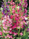 50+ New! Penstemon Rondo Mix / Wild Flower Seeds / Cottage Garden Flower / Perennial Plant / (GJ86) F flower seeds