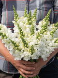 20+ or 50+ Tall White Snowflake Snapdragon seeds seeds bulk