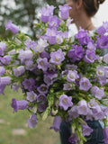 50+ or 100+ Canterbury Bells Cup an Saucer seed Mix seeds bulk