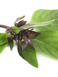 Thai Basil, Vegetable seeds Suitable for Canada. Save on Shipping ,Buy More, Pay Less seeds bulk