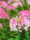 Cleome Pink Queen Seeds | Spider Flower | Tall Cottage Garden Annual | Cut Flower flower spore
