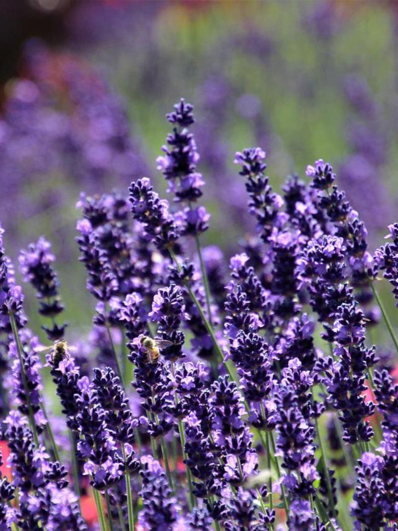 25+ LAVENDER HIDCOTE BLUE Apex Seeds - L. Angustifola/ Pollinators/Bouquets/Dried Flowers/ Culinary /Fragrant/Deep Purple Flowers/Perennial flower seeds
