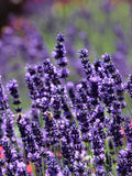 25+ LAVENDER HIDCOTE BLUE Apex Seeds - L. Angustifola/ Pollinators/Bouquets/Dried Flowers/ Culinary /Fragrant/Deep Purple Flowers/Perennial flower seeds
