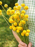20+ Craspedia Billy Buttons Seeds | Yellow Globe Flower | Cut & Dried Flower Garden flower spore