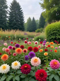 Home Grown Zinnia Elegans Seeds | Non-GMO Flower Seeds for Pollinator Gardens flower seeds