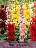 Double Hollyhock Seeds ChaterÕs Choice Mix | Alcea Rosea Perennial Cottage Garden Flower Seeds flower seeds