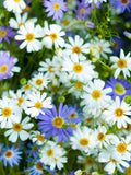 Swan River Daisy Seeds: Purple, White & Pink Mix - 100+ Seeds seeds bulk