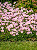 Pink Evening Primrose Seeds Ð Oenothera Speciosa Rosea | Low Growing Perennial for Cottage Gardens flower seeds