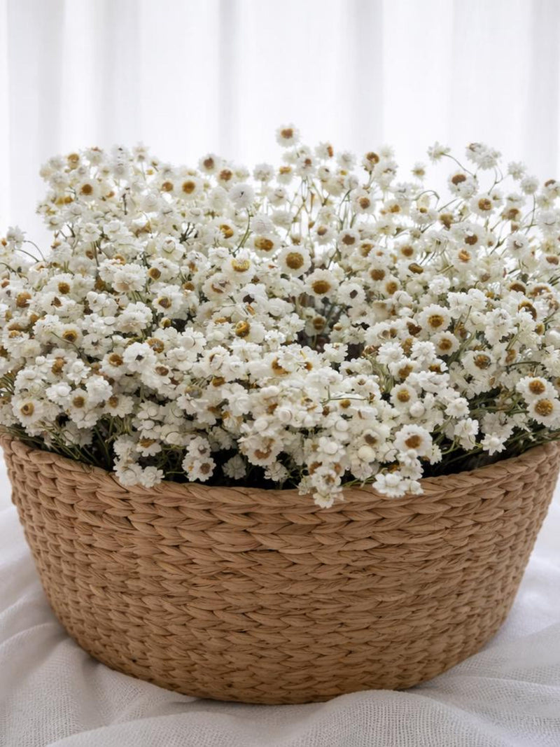 White Stabilized Ammobium | Natural Dried Flowers for Home Decor & Floristry FLOWER DELIVERY