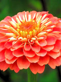 OKLAHOMA SALMON ZINNIA Flower Seeds - Zinnia Elegen / Pollinators / Fresh Cut Flowers / Annual / Heirloom / Bouquets / Cottage Gardens flower spore