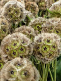 25+ PAPER MOON SCABIOSA Seeds - Scabiosa Stellata / Pincushion Flower / Starflower / Dried Flowers / Pollinator Friendly / Sternkugel Flower flower seeds
