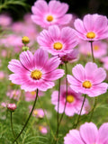 Happy Ring Cosmos Seeds Ð Easy Cut Flower, Cottage Garden Annual (20 Seeds) flower spore