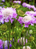 50 Imperial Pincushion Flower Seeds, Scabiosa Atropurpurea Mix flower seeds