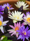 5 BOWL LOTUS Mixed Colors Dwarf Nelumbo Nucifera Aquatic Flower Seeds flower seeds