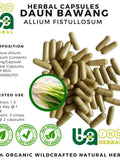 100-800 CAPSULE Welsh onion or Spring Onion (Allium Fistullosum) 100% Fresh Natural Herbs spices Indonesian herb Organic WildCrafted flower spore