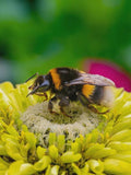 50+ ZINNIA ENVY Seeds - Zinnia elegans / Rare Zinnias / Pollinator Friendly / Container / Chartreuse Flower Seeds / Annuals / flower seeds
