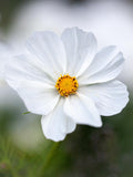 Purity  Cosmos: Cosmos bipinnatus, Snow White Single Petal Cut Flower, 30" Tall (25  Seeds) flower spore