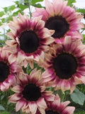 ProCut Plum Sunflower Seeds, Single Stem Bicolour Blooms, Cut Flower Garden, 10 Seeds flower seeds