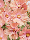 20+ APPRICOTTA COSMOS Seeds - Cosmos bipinnatus / Annual Flowers / Bouquets / Fresh Cut Flowers  / Pollinator Friendly / Border Flowers flower seeds