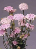 35 + LACE PINK DIDISCUS Seeds - Trachymene coerulea / Pollinator Friendly / Wildflowers / Long Lasting Bouquets / Container Flowers / flower seeds