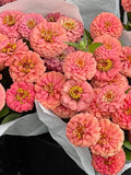 Oklahoma Salmon Orange Zinnia Flower Seed, Apricot Colour,  Cottage Garden, Cut Flower, 25 Seeds flower seeds