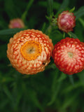 50+ SWISS Giant APRICOT SALMON Strawflower Seeds - Helichrysum Bracteatum / Everlasting Flower / Pollinator Friendly / Cottage Garden Flower flower seeds