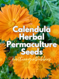 Calendula Flower Seeds: Orange Herbal Heirloom (50+ Seeds + Gift| Combined Shipping) flower seeds