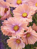 Cosmos 'Apricotta' Flower Seeds Ð Apricot Peach Blooms, Easy Grow Annual (20 Seeds) flower seeds