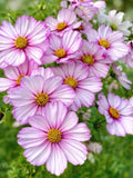 Cosmos Sensation Picotee Seeds Ð Pink Edged Annual Cut Flower (20 Seeds) flower spore