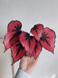 Handmade Faux Begonia, Red Black Gothic Decor, Artificial Plant in Silver Pot, Realistic Paper Leaves, Edgy Desktop Art Gift faux plants