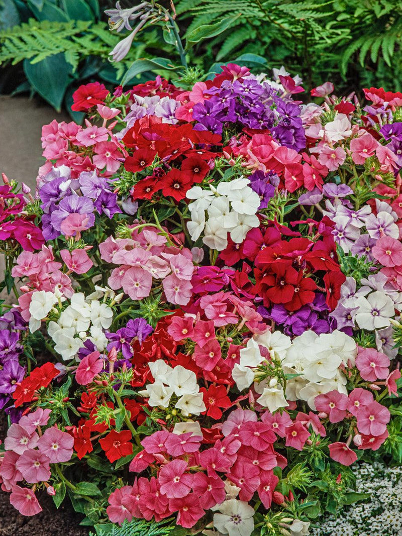 Phlox - Beauty Mix seeds bulk