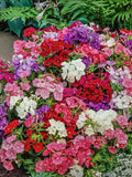 Phlox - Beauty Mix seeds bulk