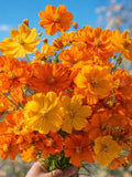 Cosmos Bright Lights Seeds Ð Orange Yellow Red Mix, Cottage Garden Cut Flower flower seeds