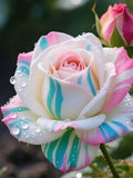 Rainbow Rose Seeds Ð Colorful Garden Flower flower seeds