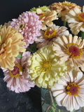 10 or 25 Warm Pastel Zinnia seeds seeds bulk