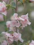 20 or 50 Clarkia Appleblossom/Mountain Garland flower spore