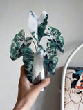 Faux Variegated Alocasia Frydek | Green Velvet Alocasia | Realistic Artificial Rare Plant | Handcrafted Botanical Decor | Plant Lover Gift faux plants