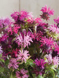 Monarda - Panorama Mix flower spore