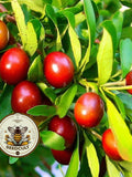 NEW! Jujube, Chinese Date Seeds, Tsao, Ziziphus Jujuba, ZI0110 seeds bulk