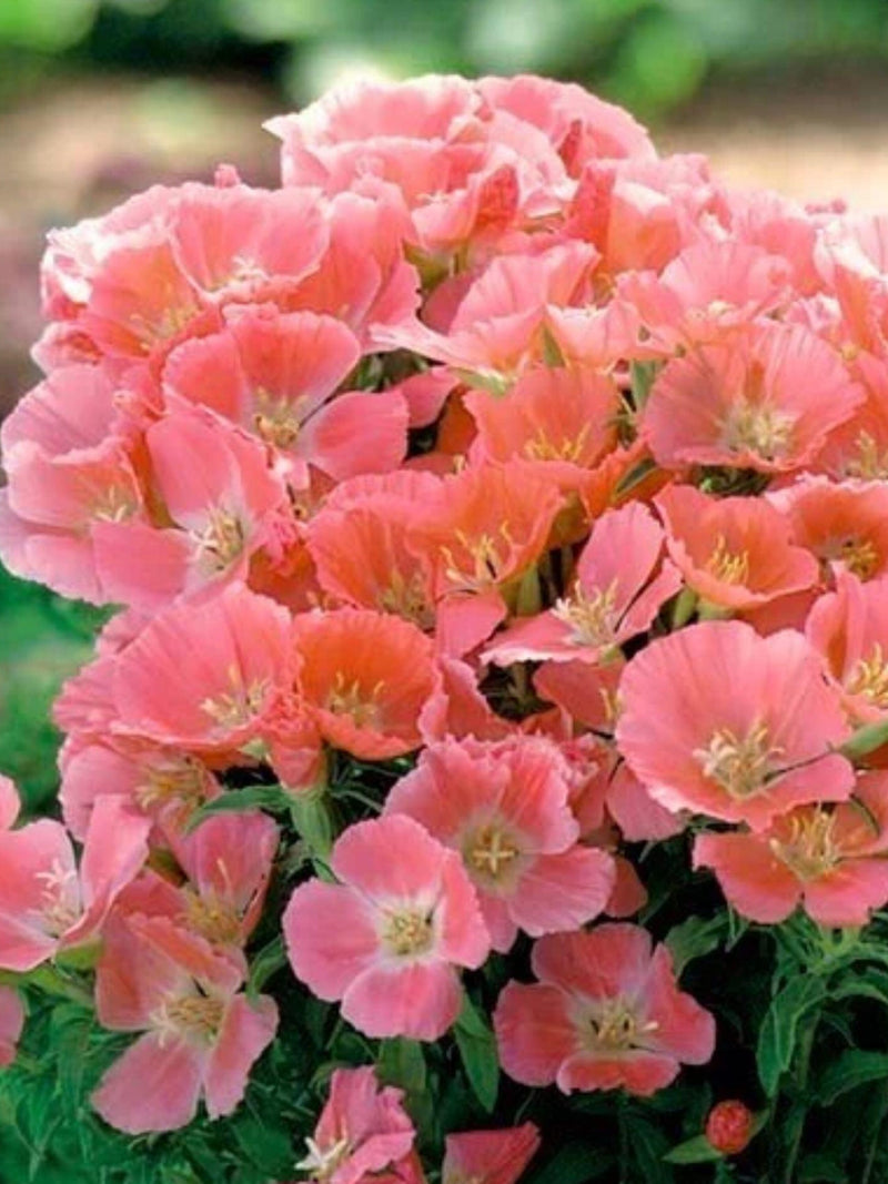 Godetia ÔOrange GloryÕ Seeds, Clarkia amoena, Double Flower, English Cottage Garden, 40 Seeds flower spore