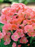 Godetia ÔOrange GloryÕ Seeds, Clarkia amoena, Double Flower, English Cottage Garden, 40 Seeds flower spore