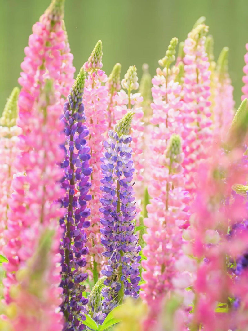 Mixed Lupine Seeds Ð 30 Heirloom Seeds Ð Hardy Perennial Ð Tall Colorful Spikes Ð Pollinator Friendly Ð Cottage Garden Favorite seeds bulk