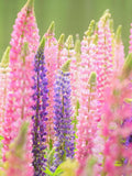 Mixed Lupine Seeds Ð 30 Heirloom Seeds Ð Hardy Perennial Ð Tall Colorful Spikes Ð Pollinator Friendly Ð Cottage Garden Favorite seeds bulk